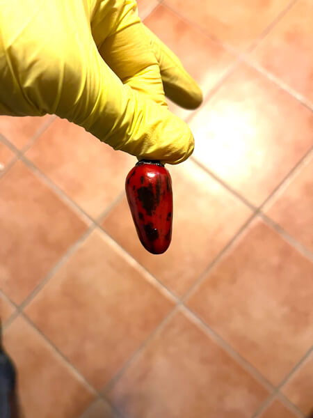 Dark Blood Dark Blood